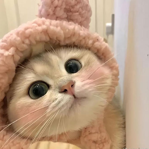 古今宠物知识大比拼（一）