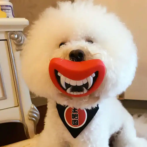 古今宠物知识大比拼（二）