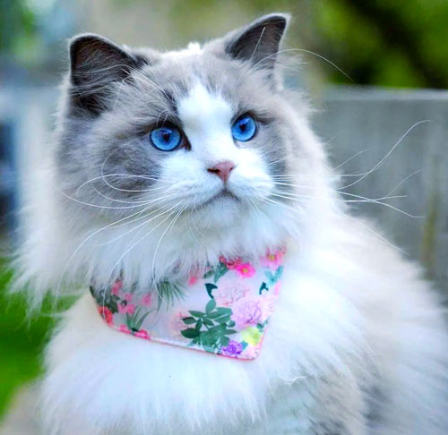 ✨通过日常选择看穿你的性格特质，匹配最适合的猫咪伙伴！